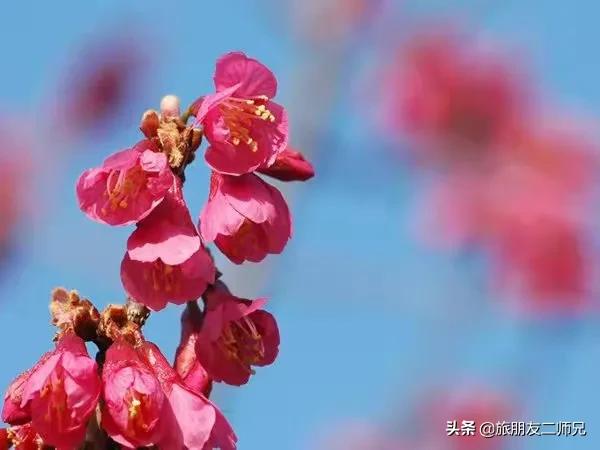 广州花都梯田油菜花,广州徒步赏油菜花路线