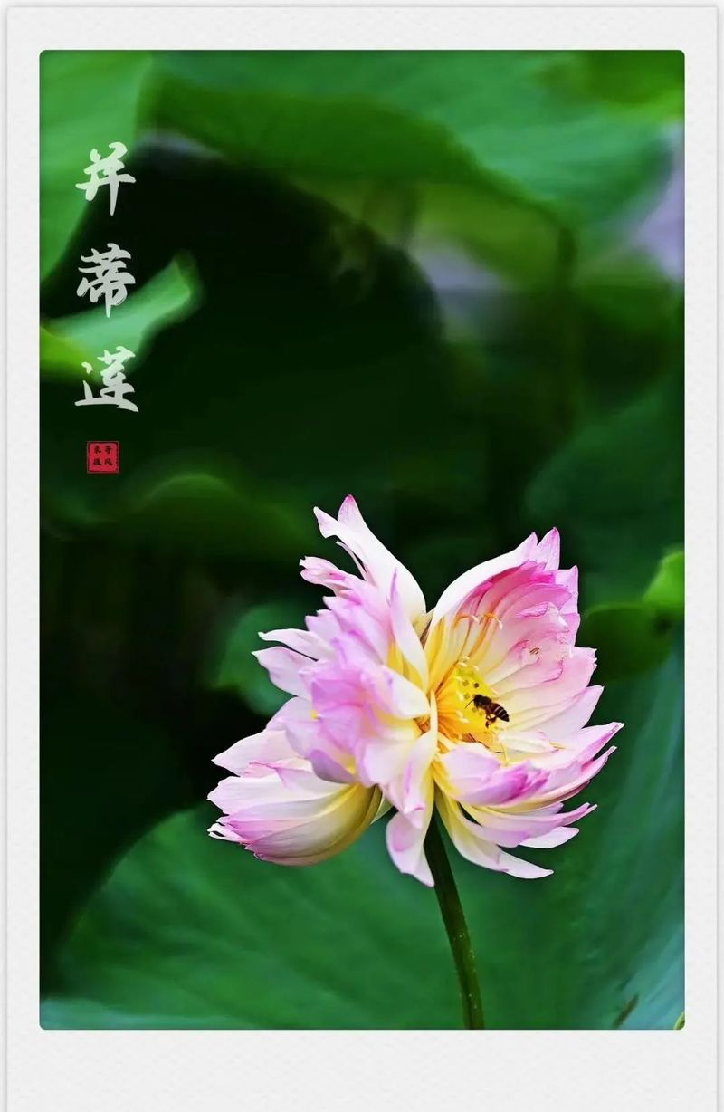 深圳enjoy舞团直播间,在深圳过端午有多快乐