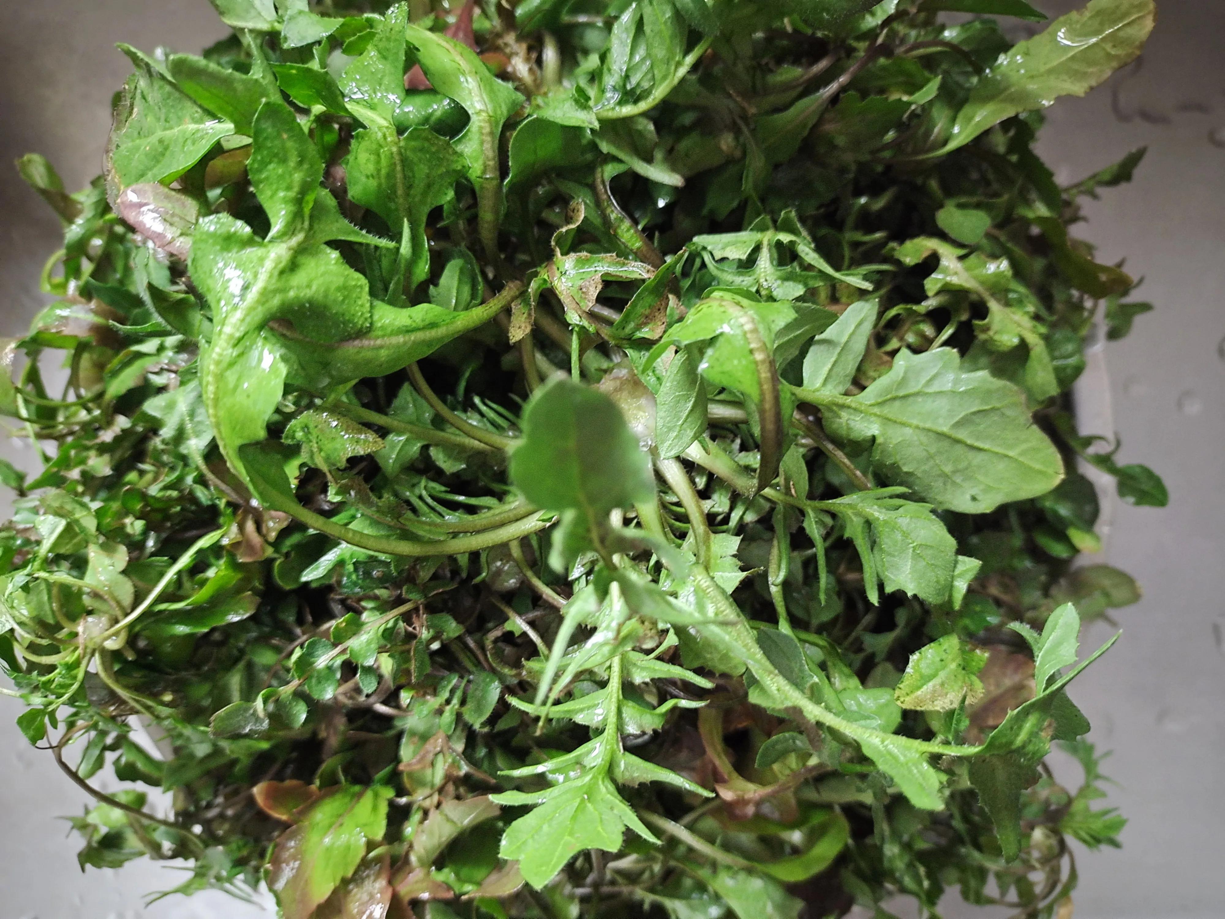 春吃鲜这些野菜你吃过吗,哪种食材是春季常吃的野菜