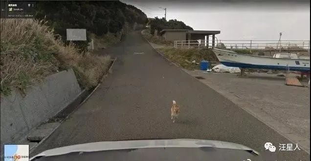 谷歌地图六条腿的狗,谷歌地图上发现的狗