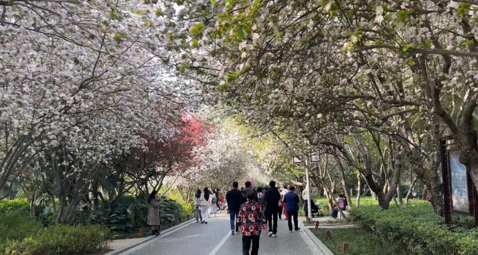 郑州踏青赏花全攻略,郑州最适合踏青赏花的地方