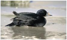 鸟类在分类学中统称为什么,鸟纲分类总表