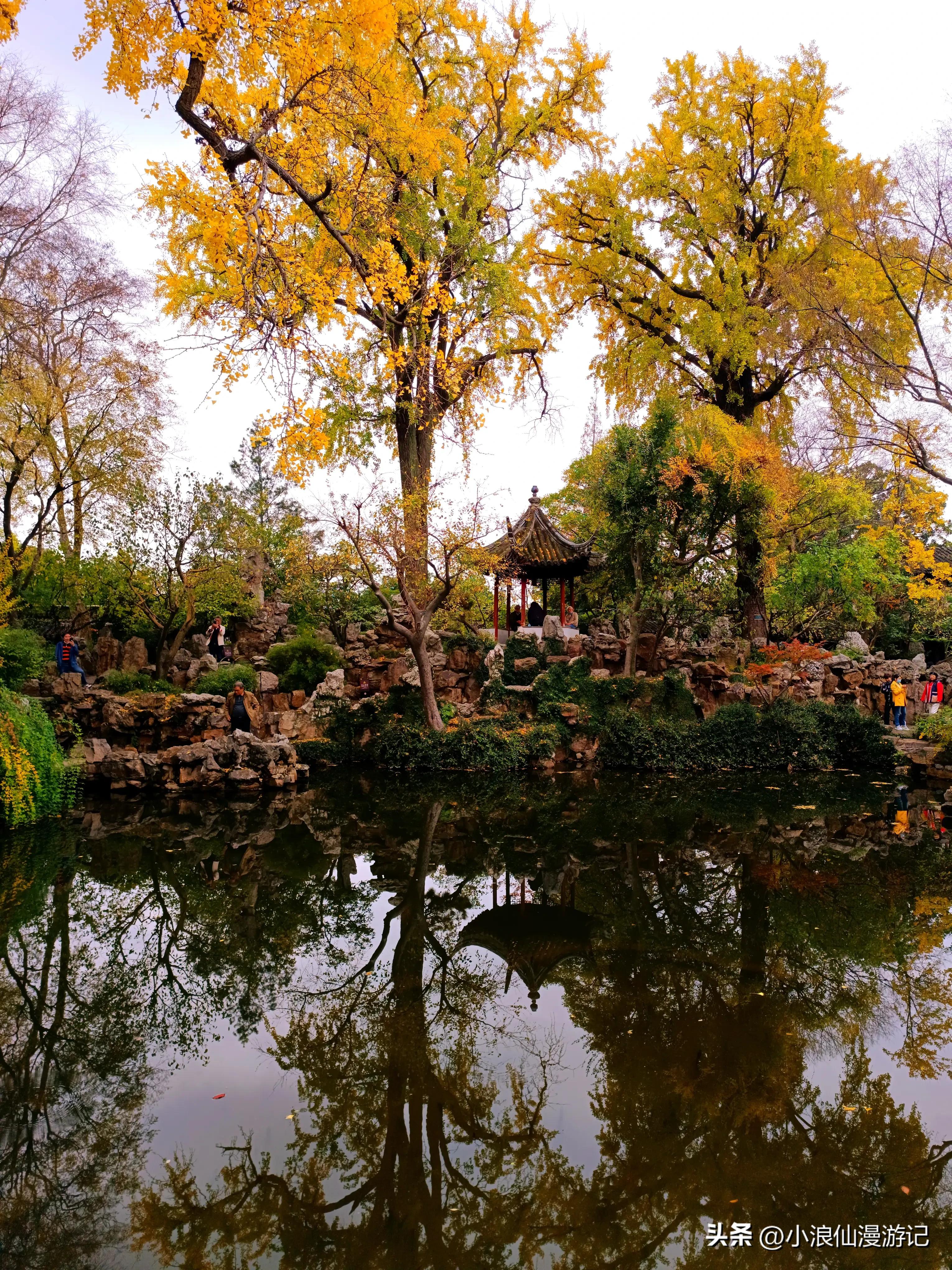 苏州园林拙政园银杏,苏州千年银杏和百年银杏