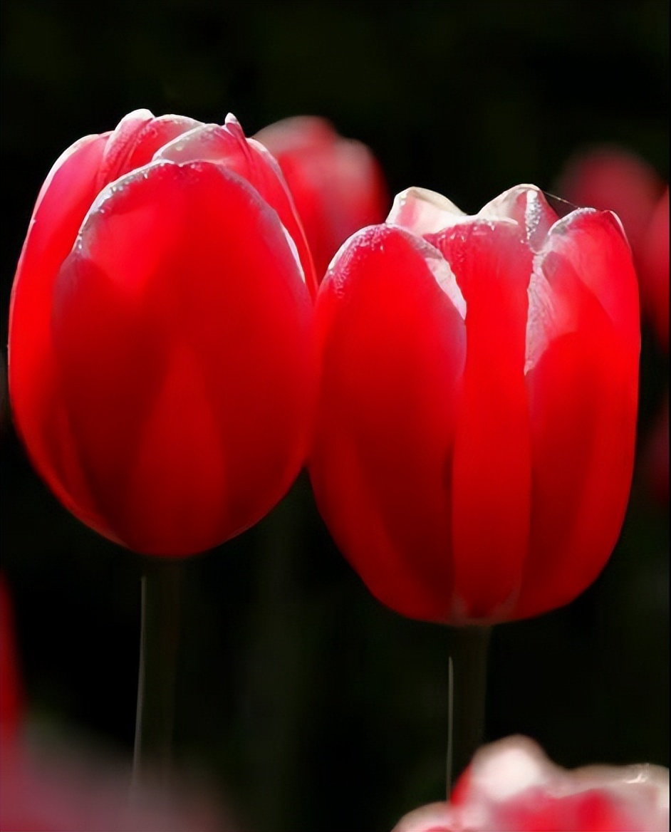 郁金香高贵典雅姿态万千,淡雅郁金香