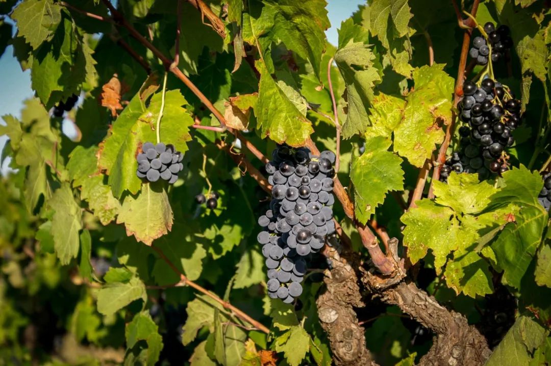 各国葡萄酒品种,葡萄酒8大主流品种