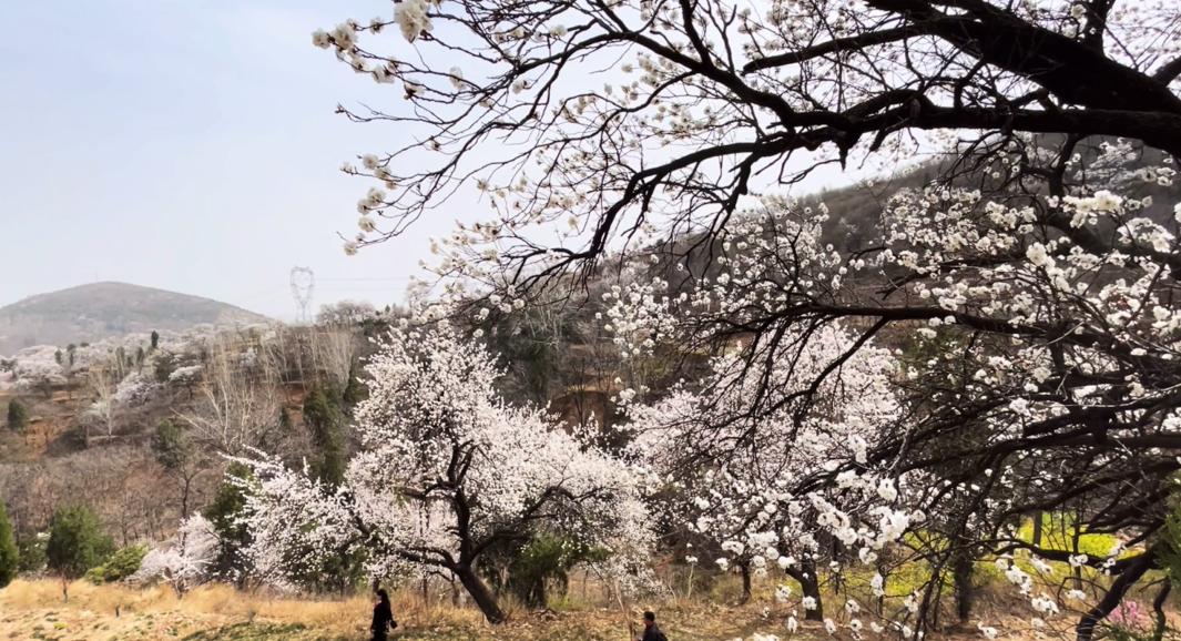 郑州最适合踏青赏花爬山的地方,郑州春日赏花好去处推荐