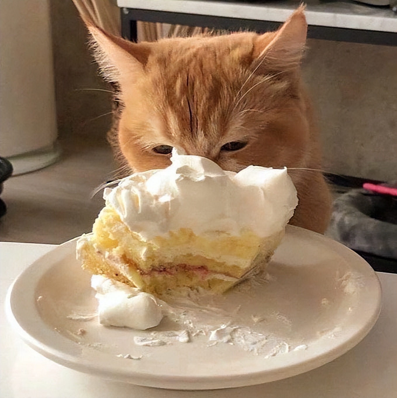 没养过猫的你知道猫咪的小秘密吗 (养猫人必须要知道的猫咪知识)