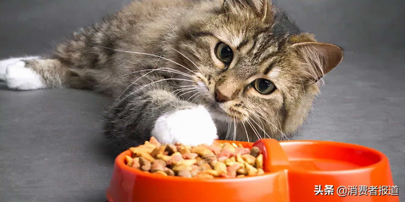 4-12月猫粮测评,信元发育宝猫粮