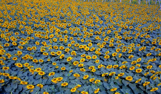 一花一世界一叶一菩提视频,一花一世界一叶一菩提歌词