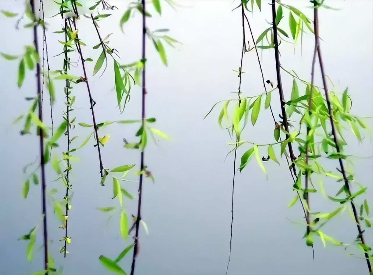 贺知章写咏柳古诗时的故事,咏柳唐贺知章的课堂笔记