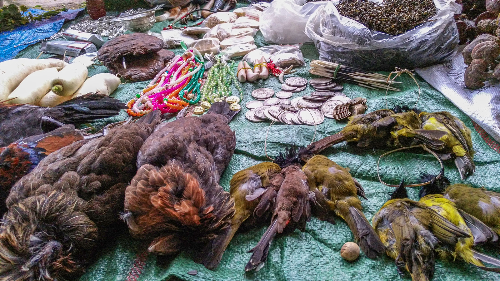 初哥视频,初哥徒步走西藏