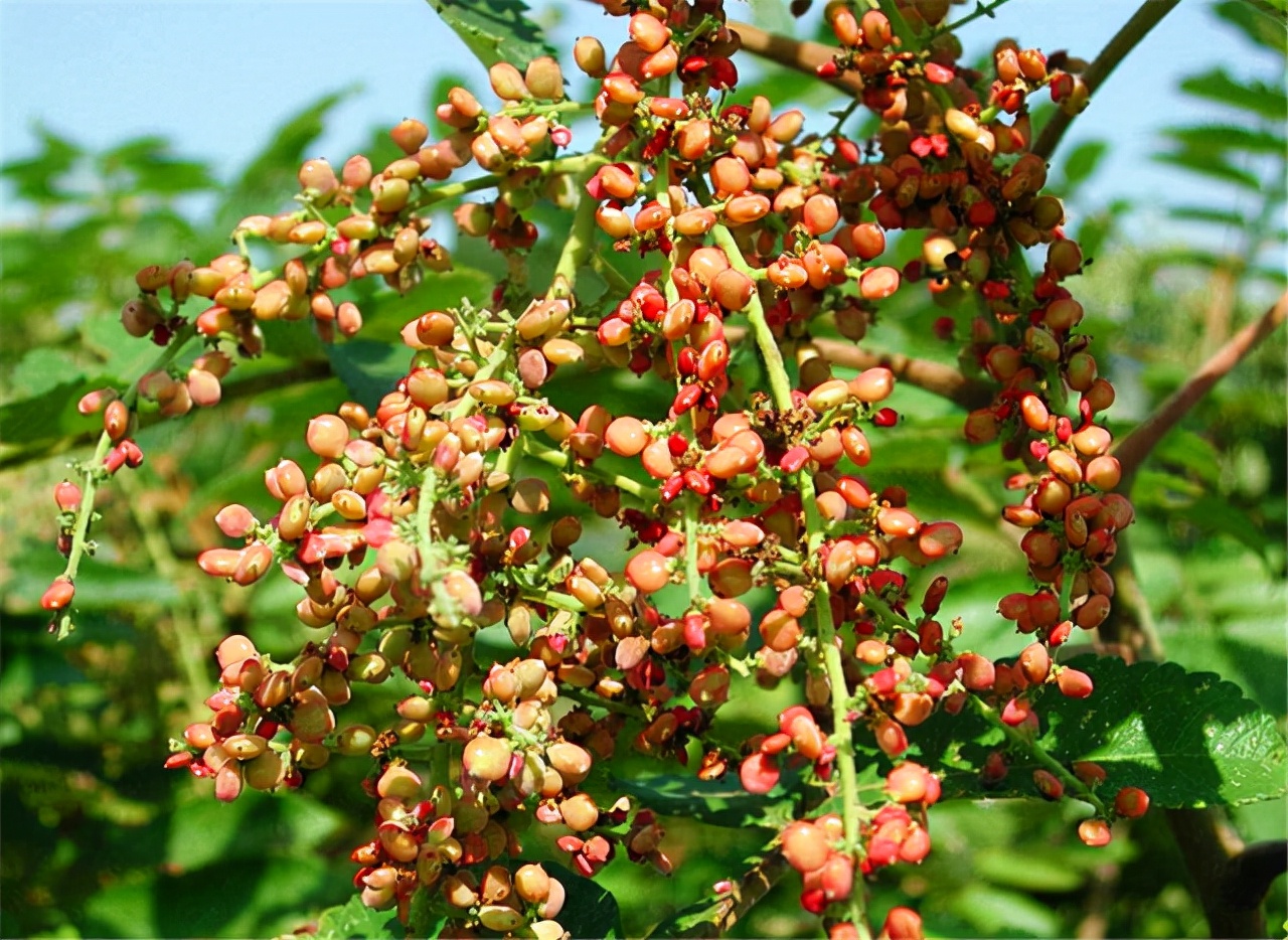 农村一种树全身都是宝,农村一种树花里面很多虫
