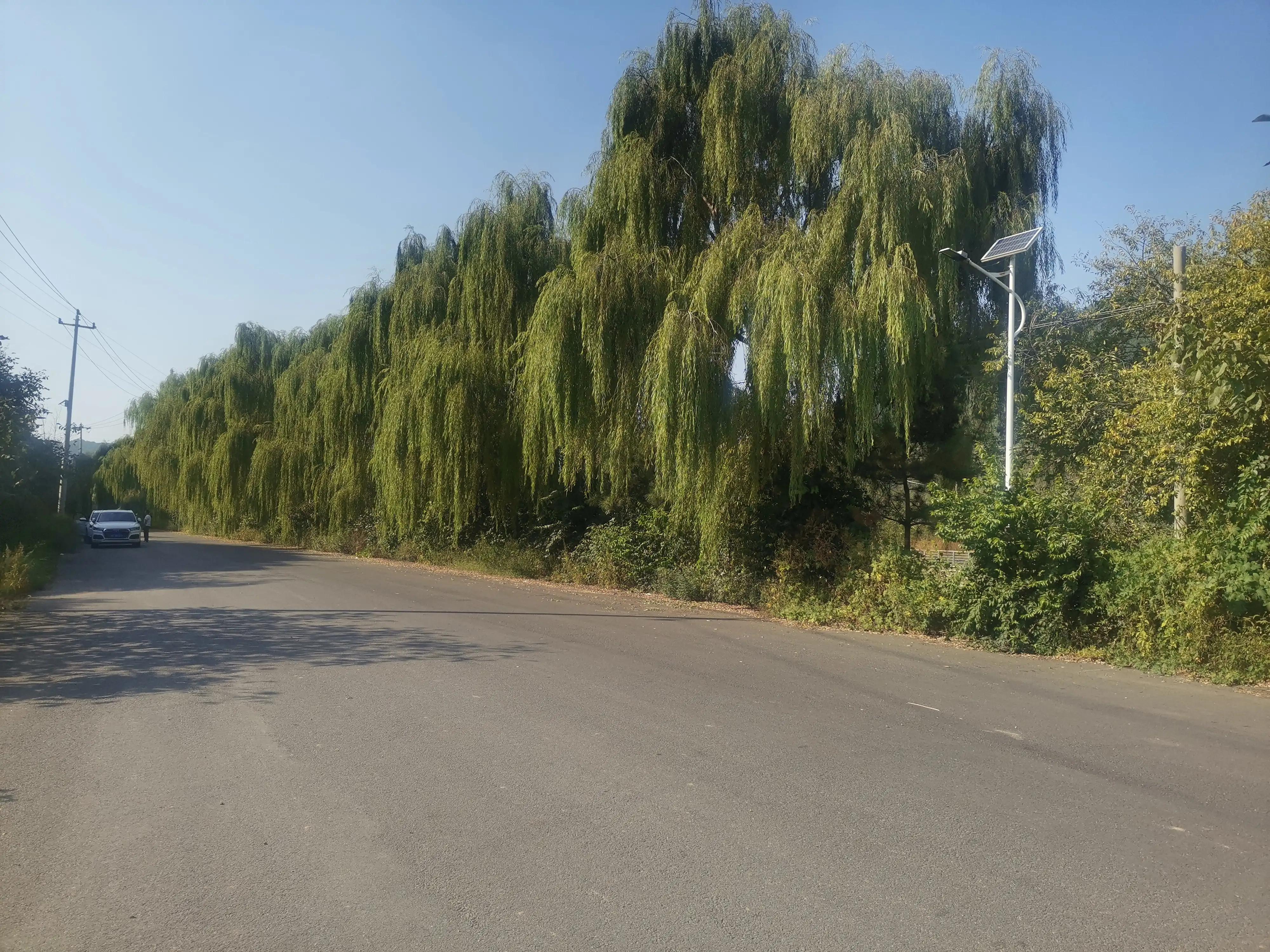 拇指化脓性感染护理问题,大拇指感染肿了消肿最快方法