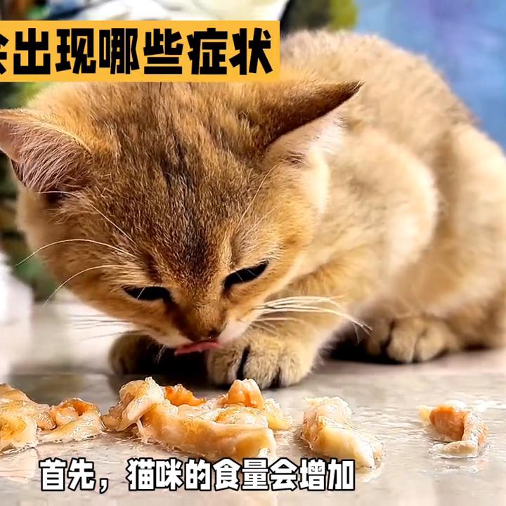 猫咪怀孕有哪几种症状,猫咪怀孕有些什么症状表现