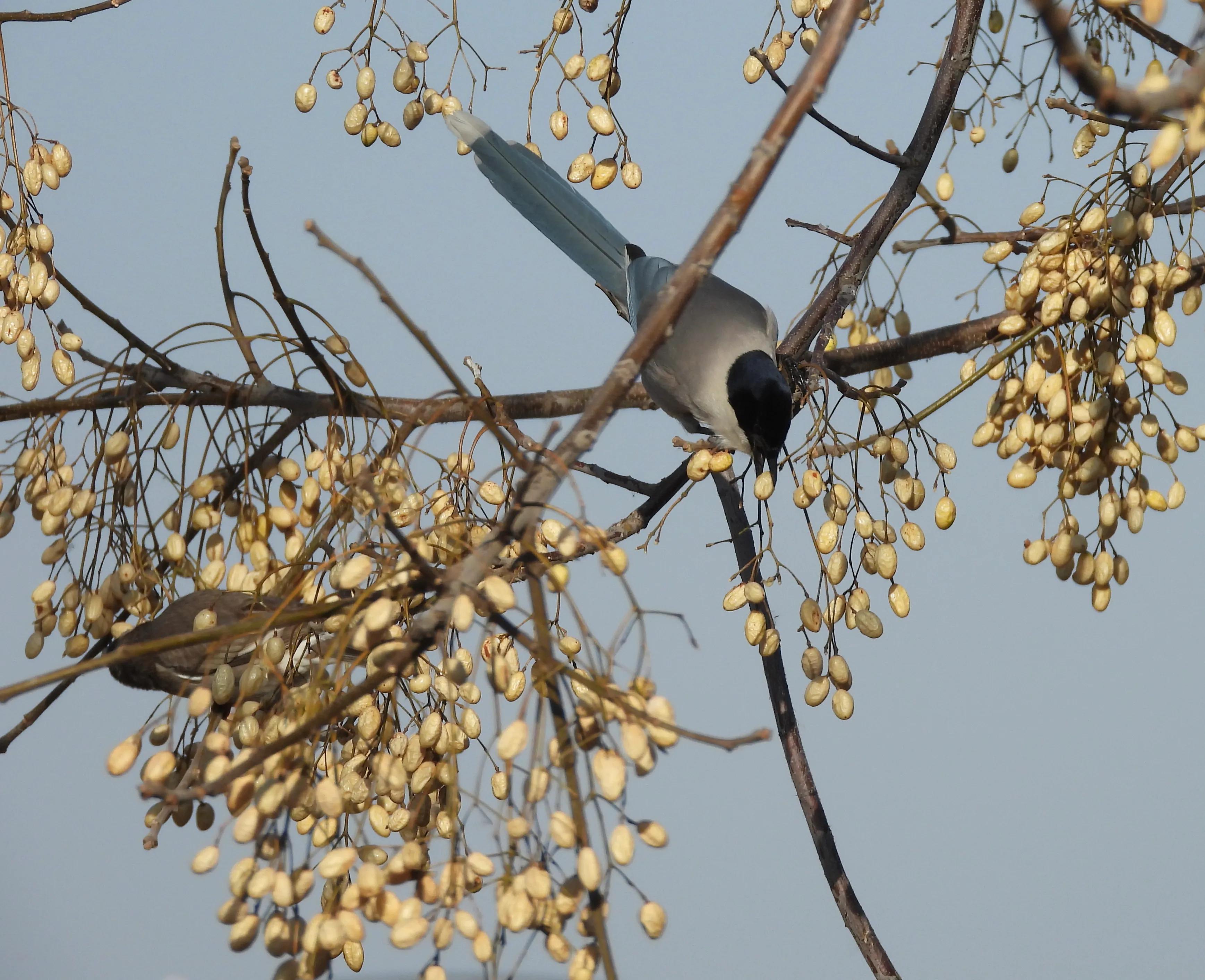 灰喜鹊冬天食物,灰喜鹊喂什么