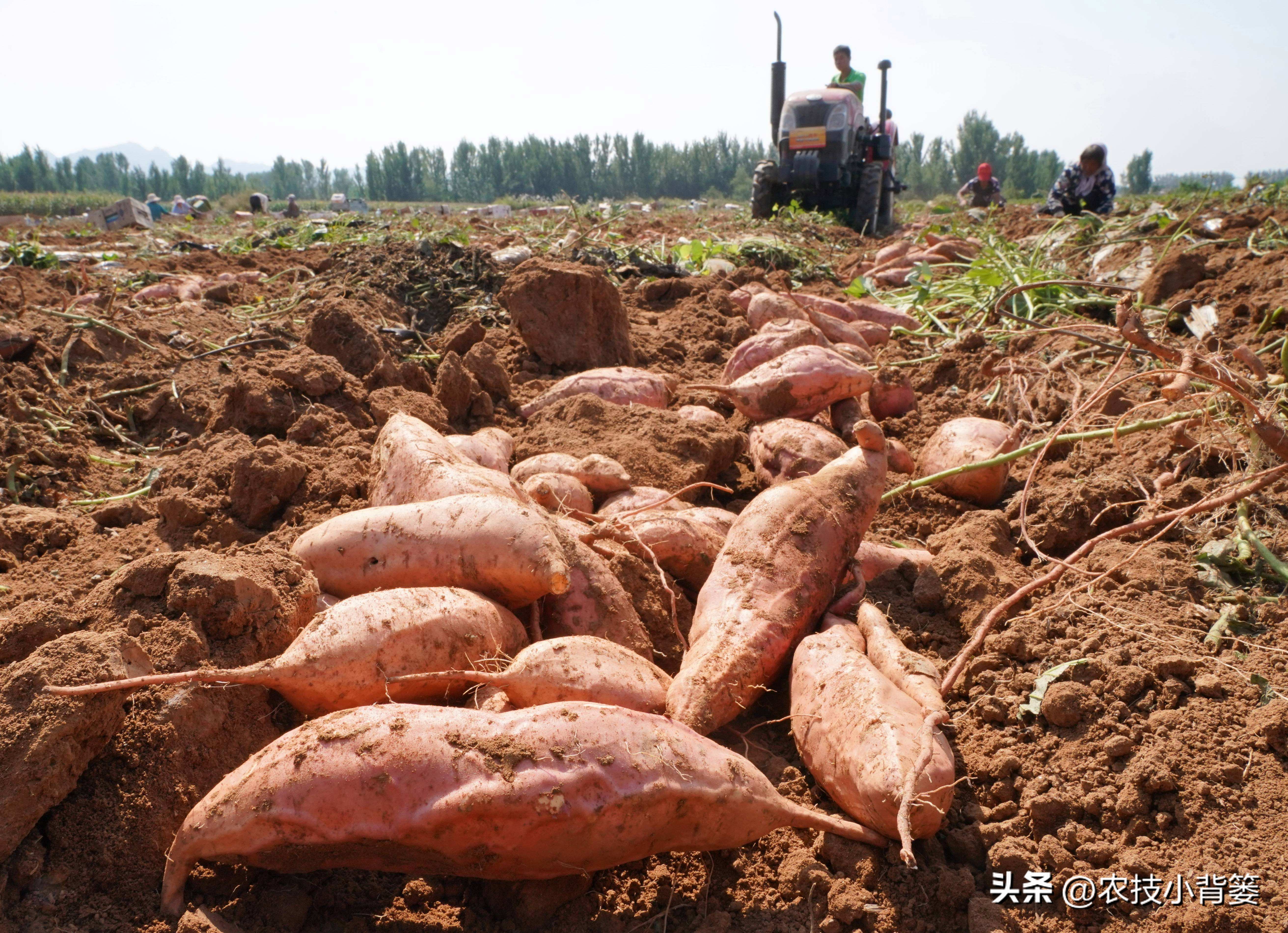 大棚种瓜的方法和技巧,使用什么药物才能让地瓜高产