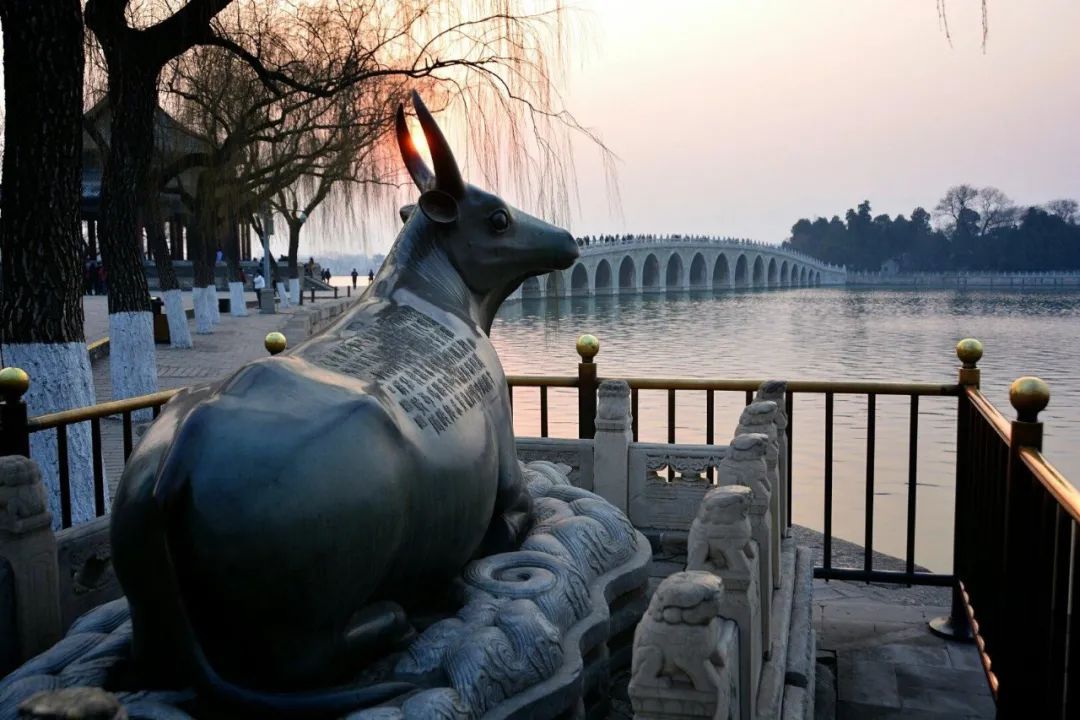 牛是人类最好的朋友,牛为什么是人类好朋友