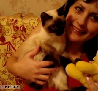 养猫首选这几种猫既便宜又好养,养猫最建议养什么猫