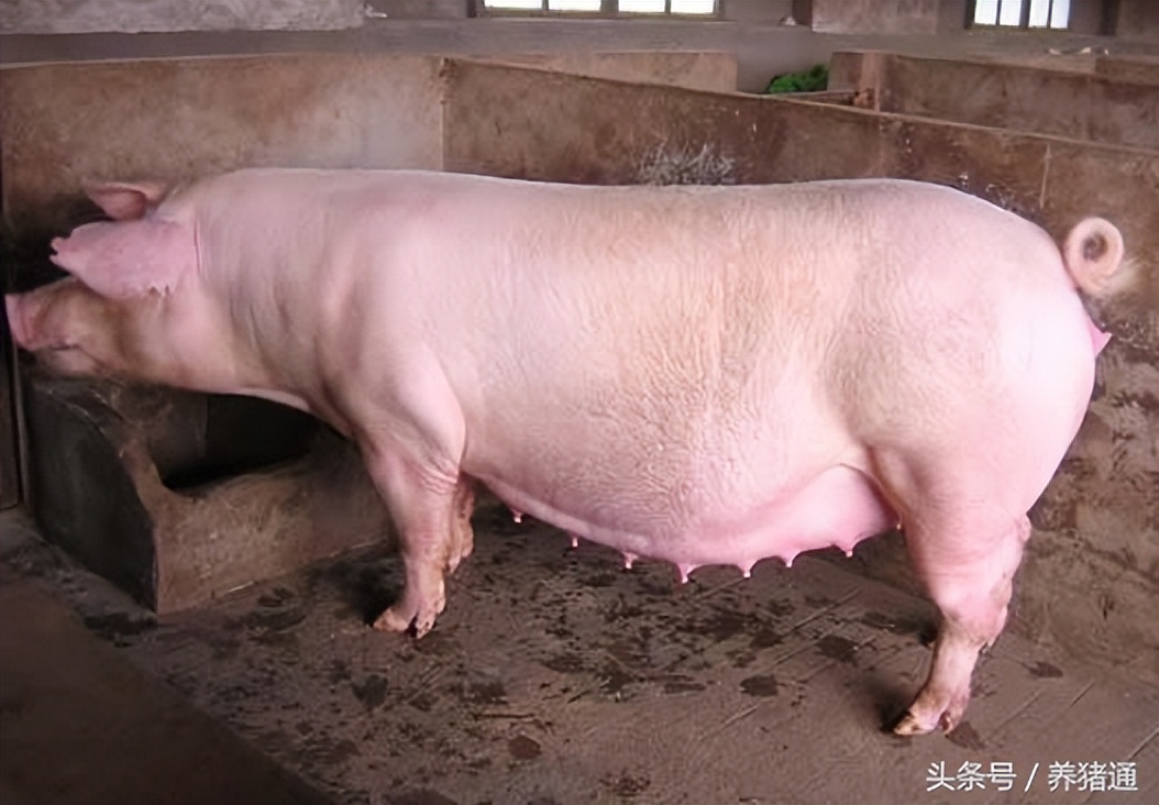 母猪因产程过长而不吃怎么办,母猪生产产程长的处理方法