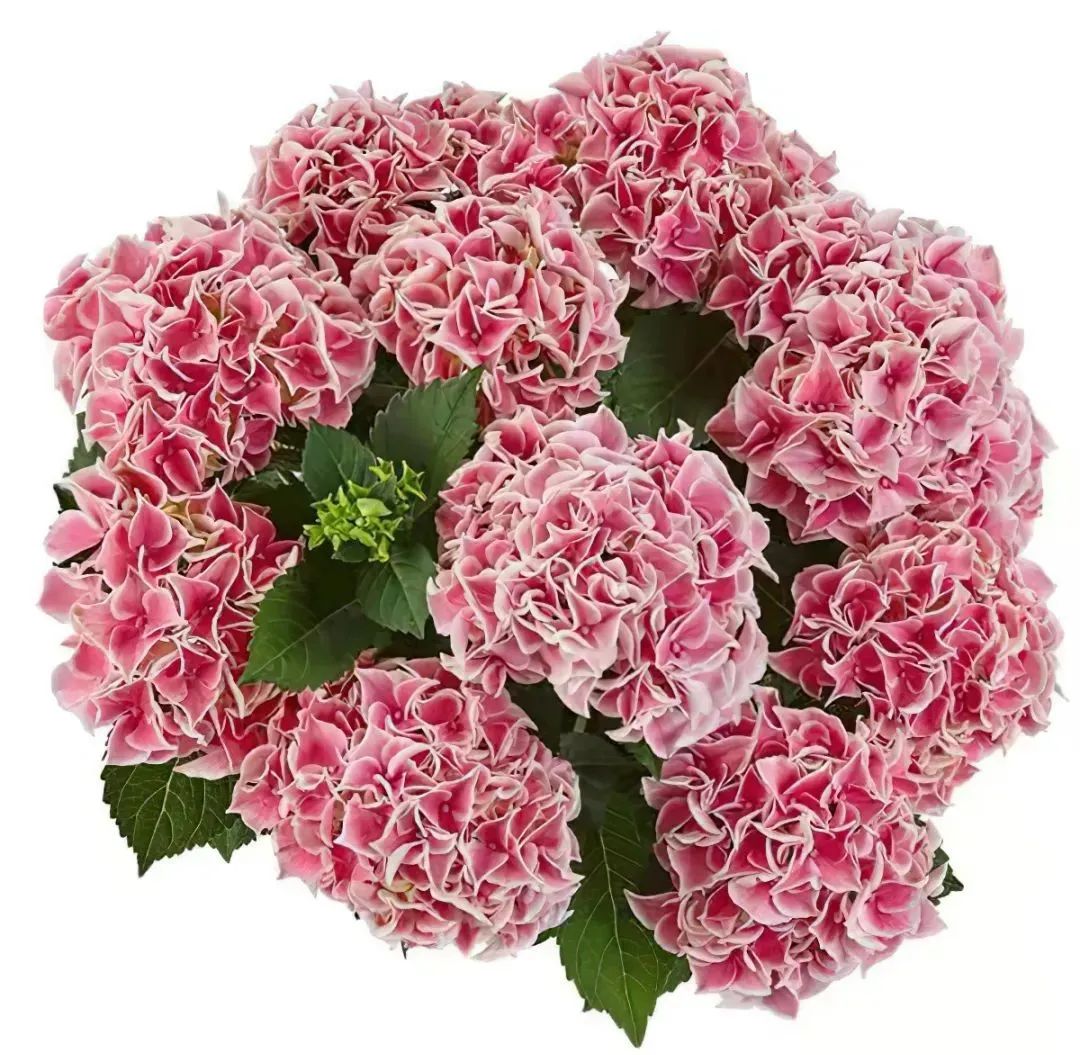 身边一抹蓝,最美蓝色绣球