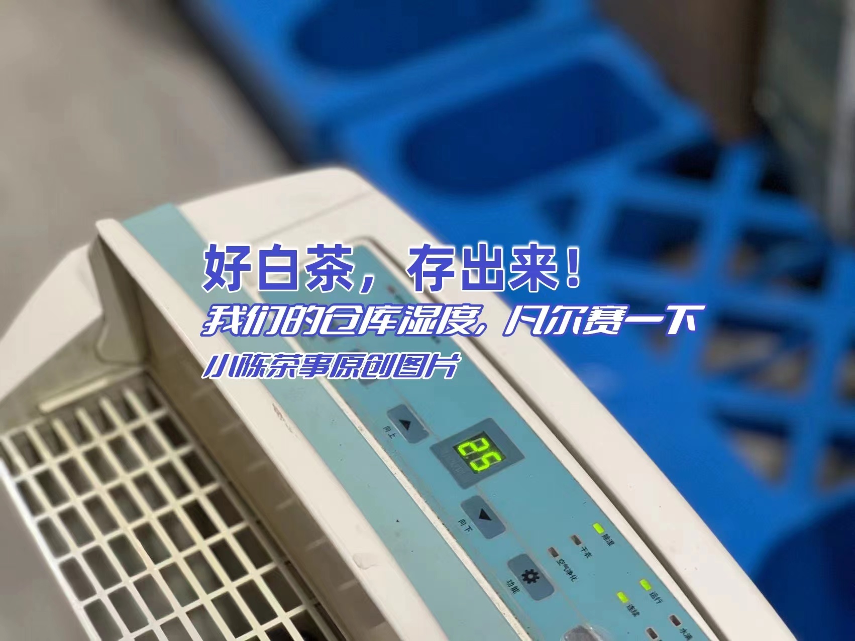 白茶只有老的好,白茶新茶就好喝