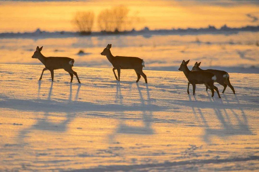 狍子被称为东北第一神兽,东北神兽狍子真的傻吗