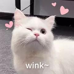 哪种猫招财好养活,哪种猫最招财又好养