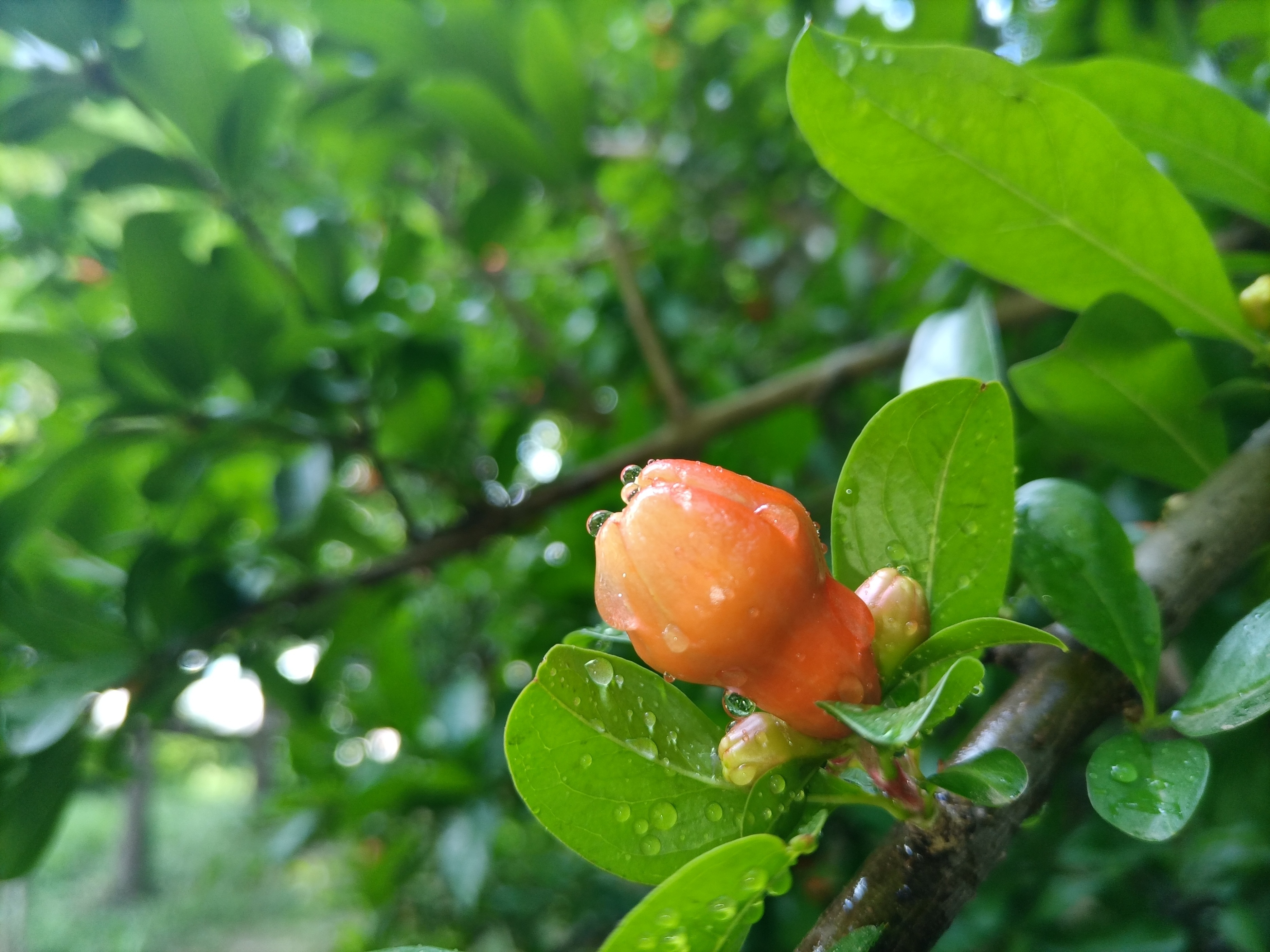 五月石榴花开的唯美诗句,关于石榴花的美文和诗句