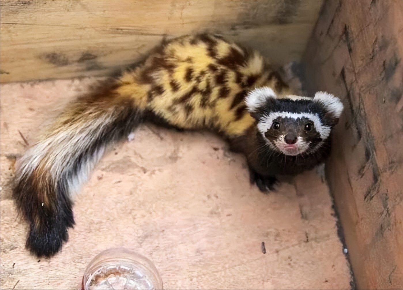 *疆新**出现不速之客，一夜消灭十几窝老鼠，原来是平头哥的小弟