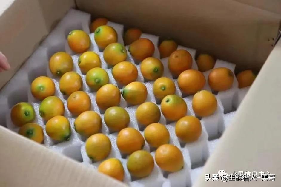 正宗广西融安脆蜜滑皮金桔,融安滑皮金桔和融安脆皮金桔区别