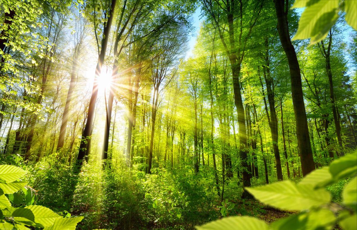 高山有意皆禅语,流水无情挂孤帆