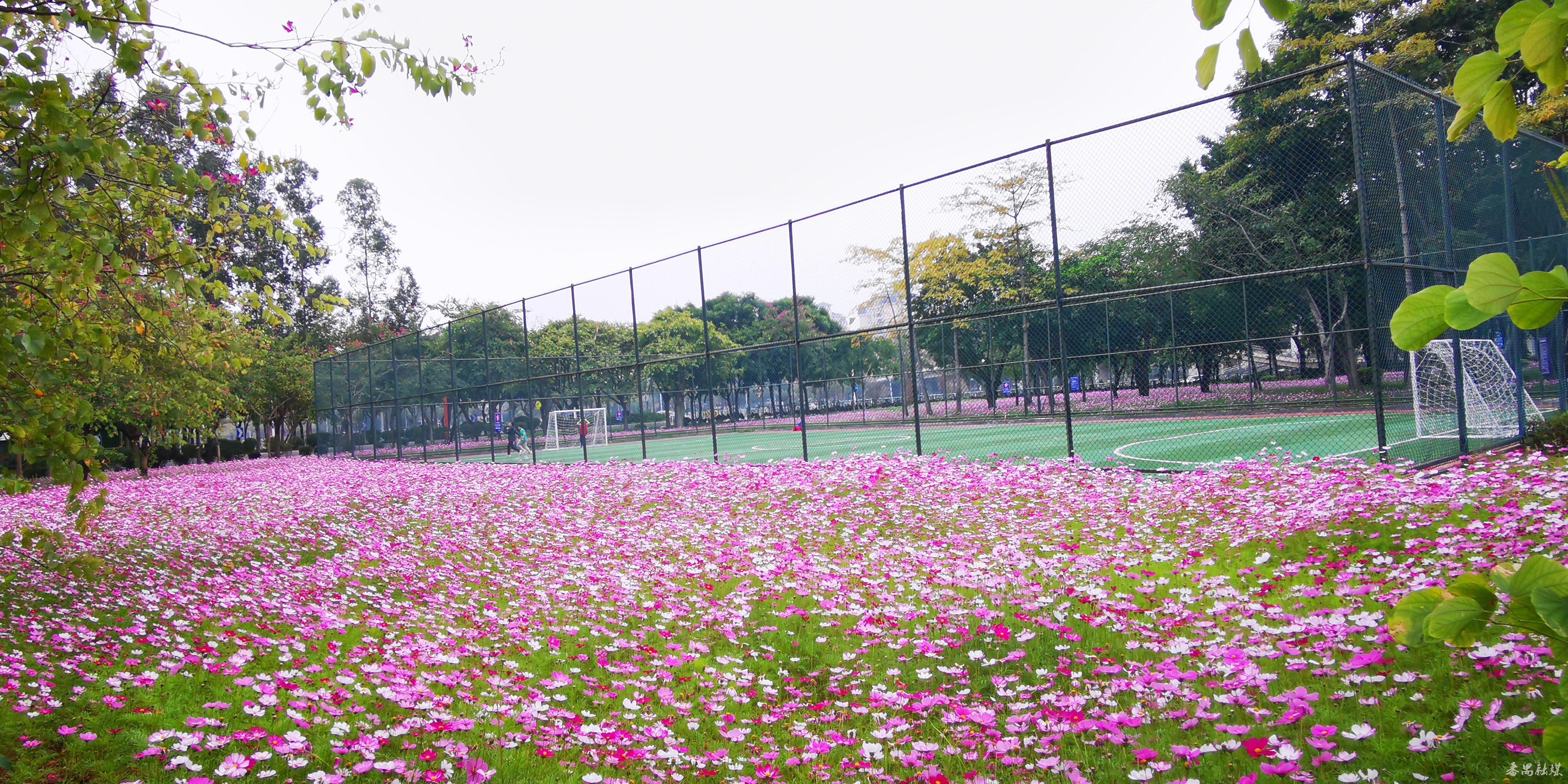 好美!番禺德兴足球场格桑花开姹紫嫣红
