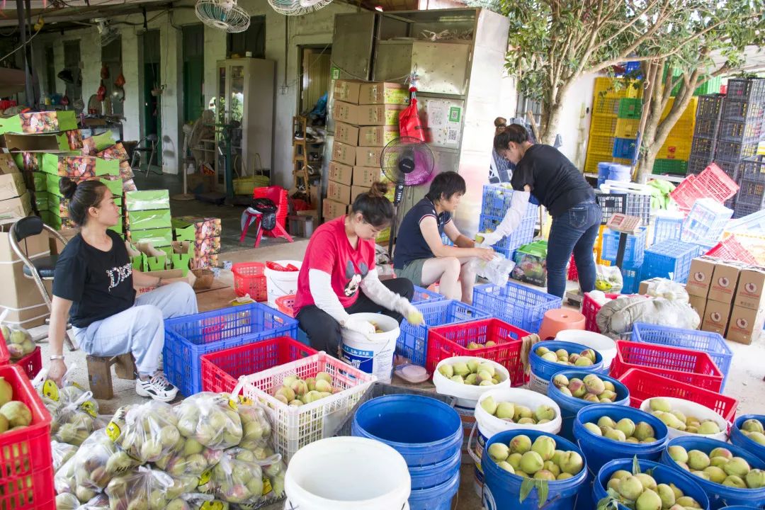 鹰嘴桃脆香甜,赣南鹰嘴桃新鲜现摘