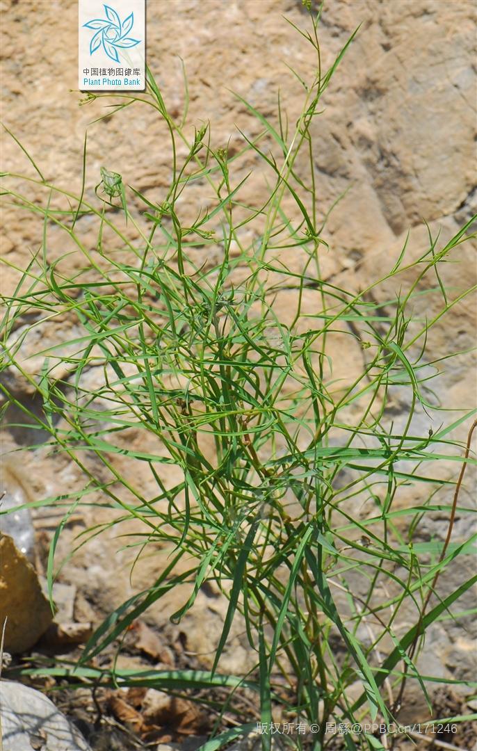 欣擎茹草踏春来·柴胡