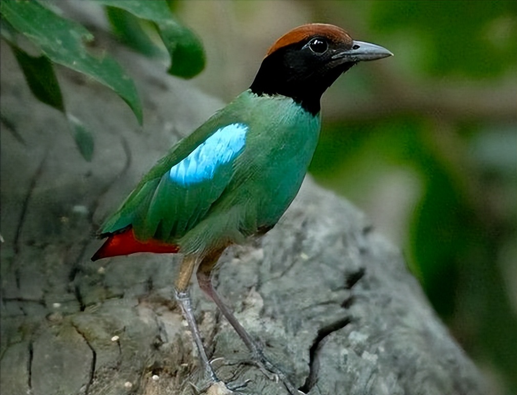 50张最佳鸟类摄影作品,鸟儿大全大图