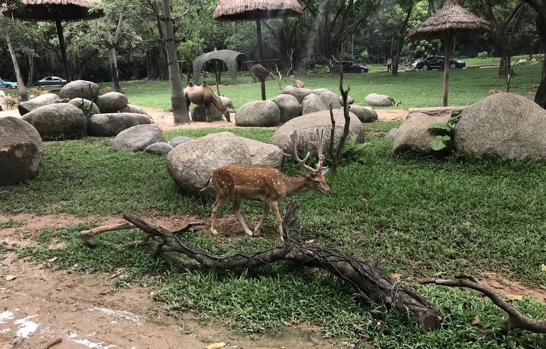 广州长隆野生动物园全部动物,广州长隆野生动物园所有动物介绍
