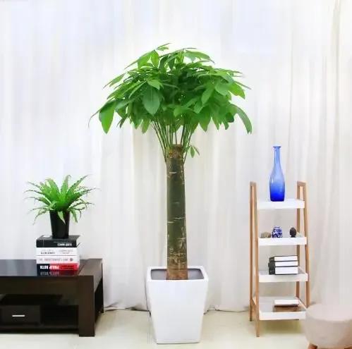 什么绿植除甲醛净化空气比较好,什么样的花草最吸甲醛能净化空气