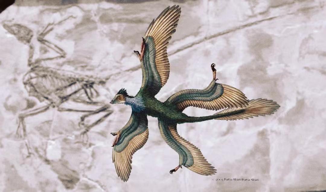 中国十大恐龙图鉴,100种恐龙名字图鉴图文