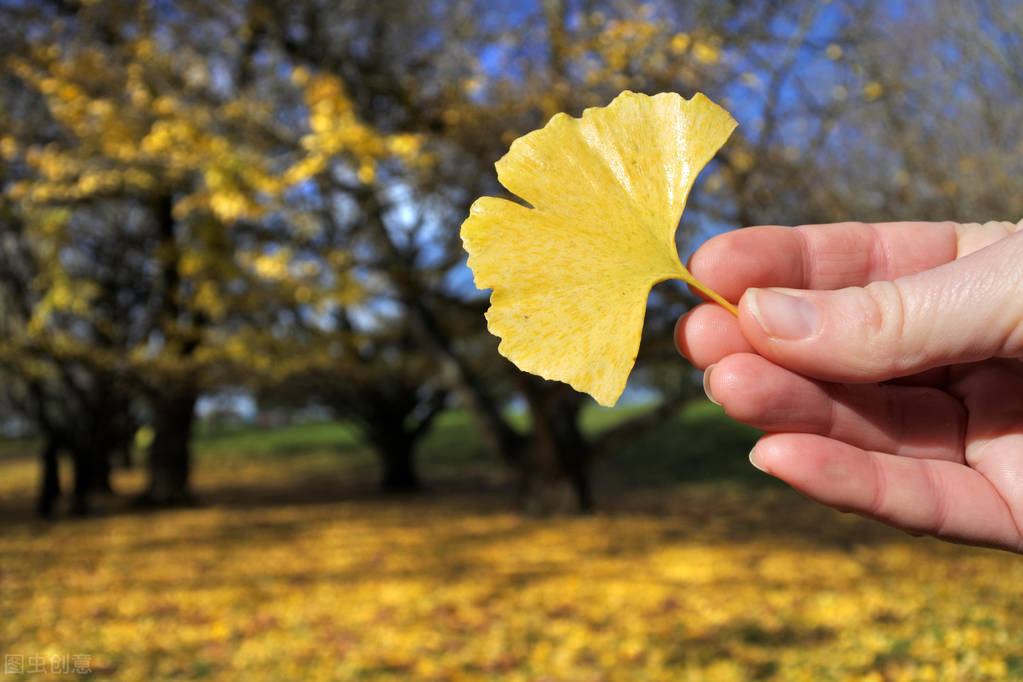 银杏有多孤独,银杏是不是快要灭绝的植物