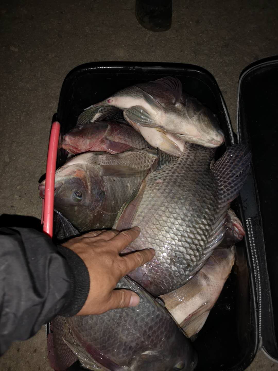 春季野钓罗非饵料配方,黑坑钓罗非鱼的窝料配方