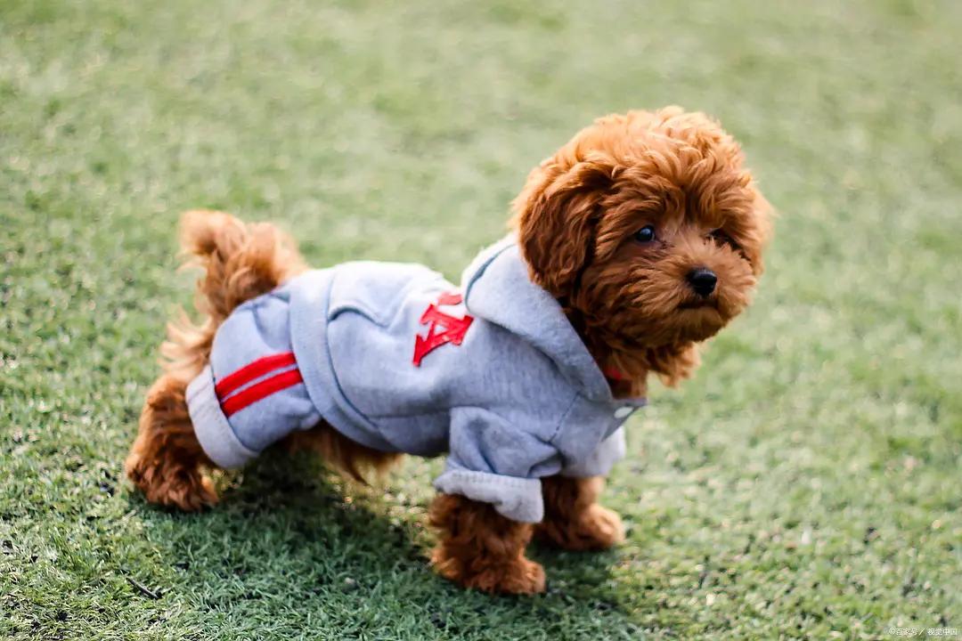 养狗须知如何解决狗狗掉毛问题,泰迪生完小狗拉肚子怎么办啊