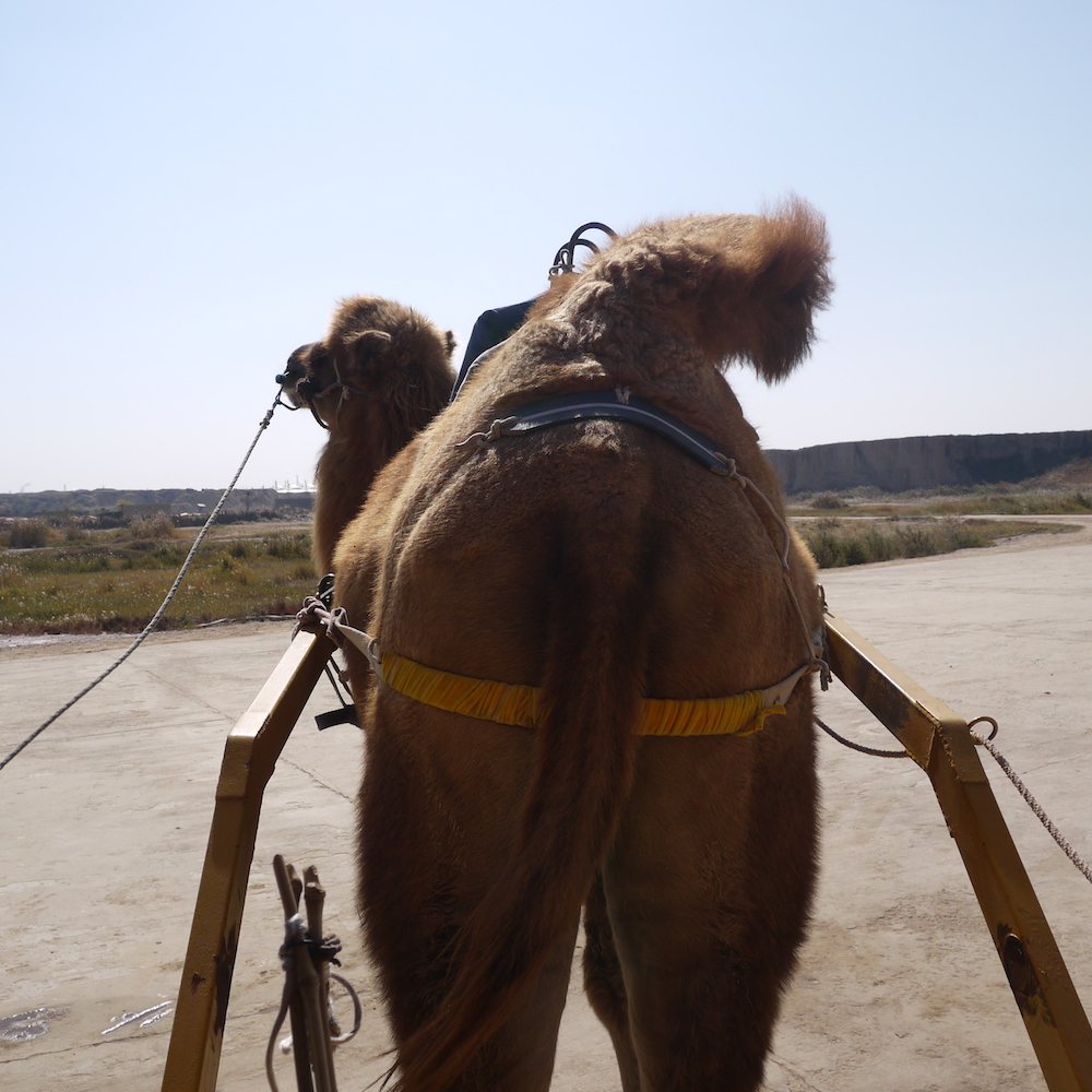 北京自驾额济纳胡杨林十天攻略,从北京到额济纳胡杨林线路