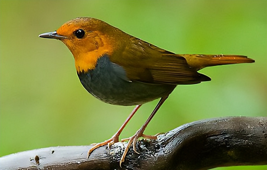 所有鸟图片大全大图,50张最佳鸟类摄影作品