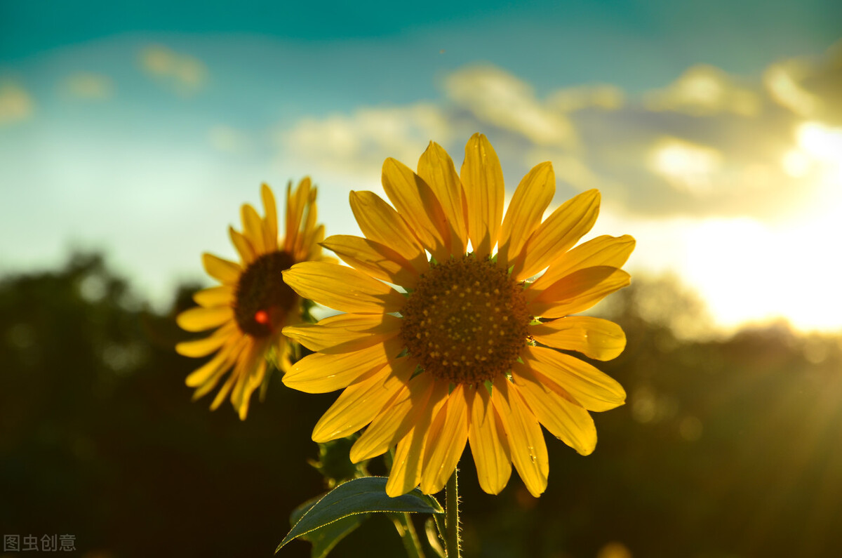 现在中国的国花是什么花,中国的国花应该是什么花呢
