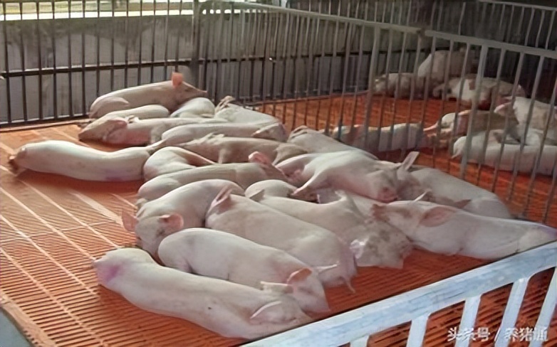 母猪因产程过长而不吃怎么办,母猪生产产程长的处理方法