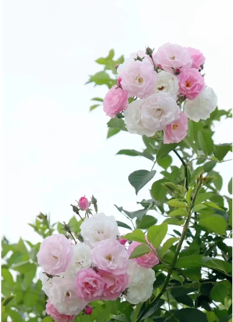 月季玫瑰蔷薇区别,蔷薇月季玫瑰之间的区别