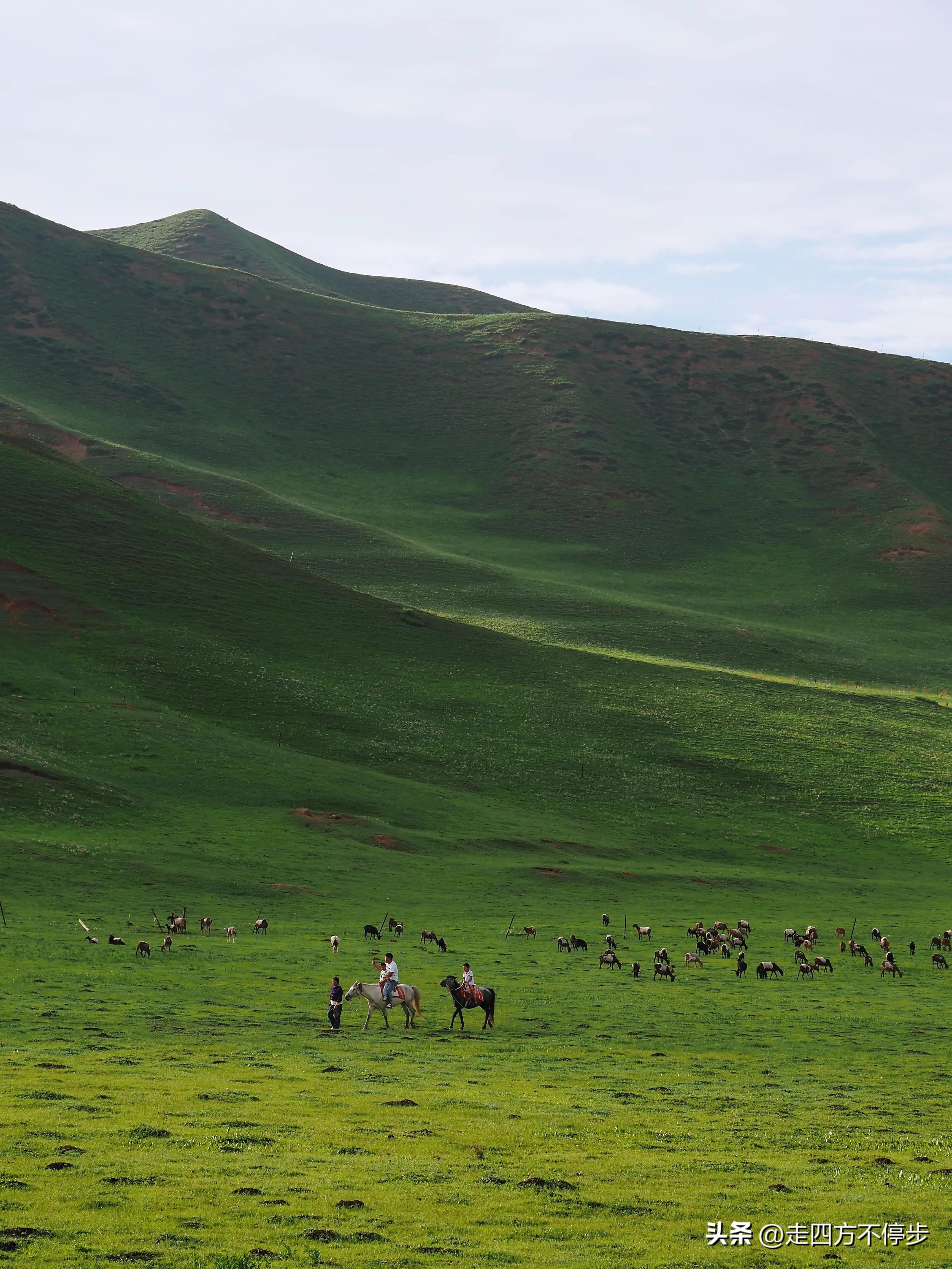 甘南自驾游桑科草原下一站,甘南桑科草原高清精美视频