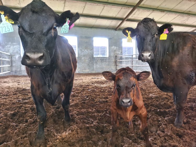 “提效冲刺”看区县·高青｜八项指标第一是如何得来的？