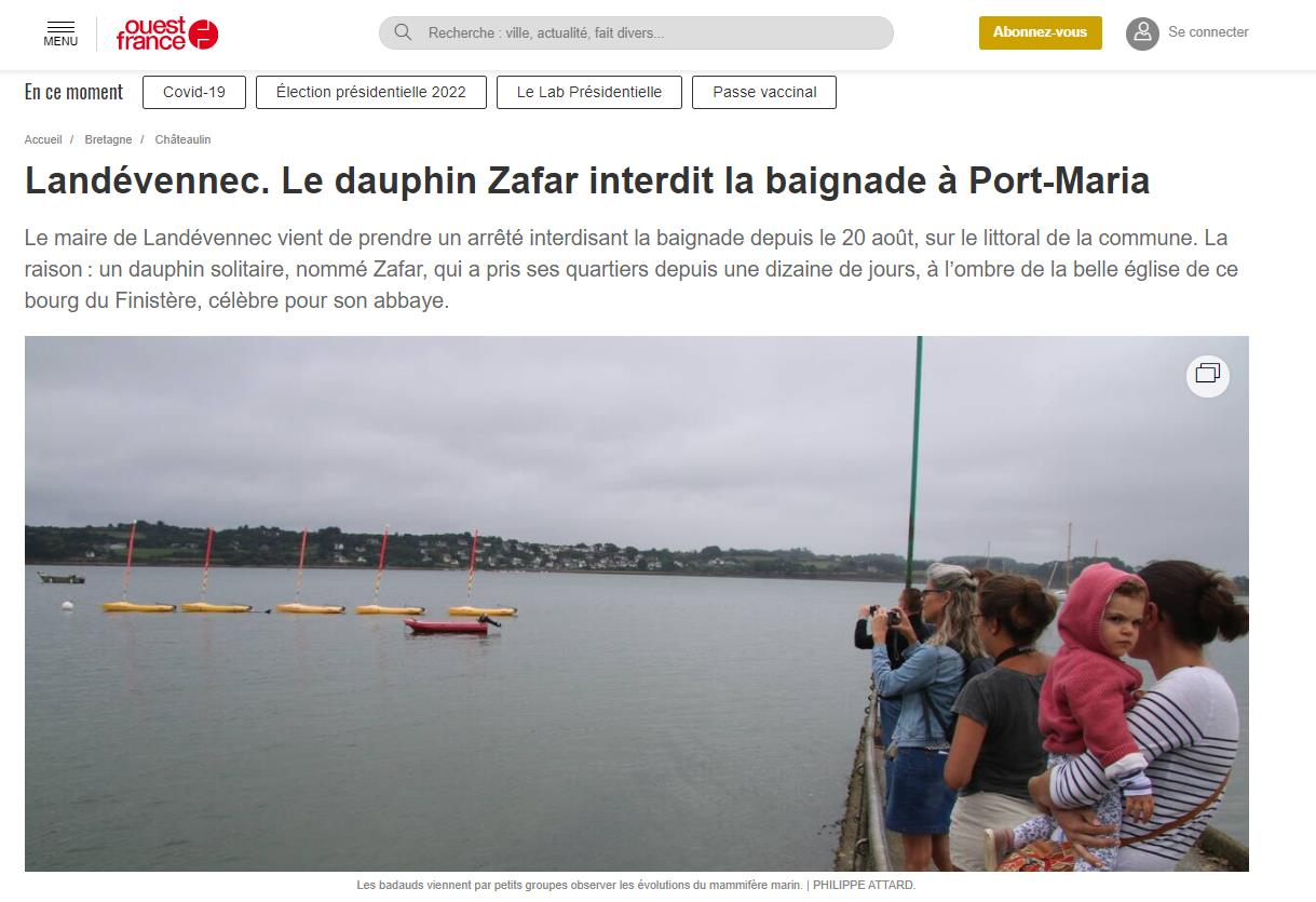 海豚怎么交配？科学家：它们极具侵略性！生殖器某处与人类很相似