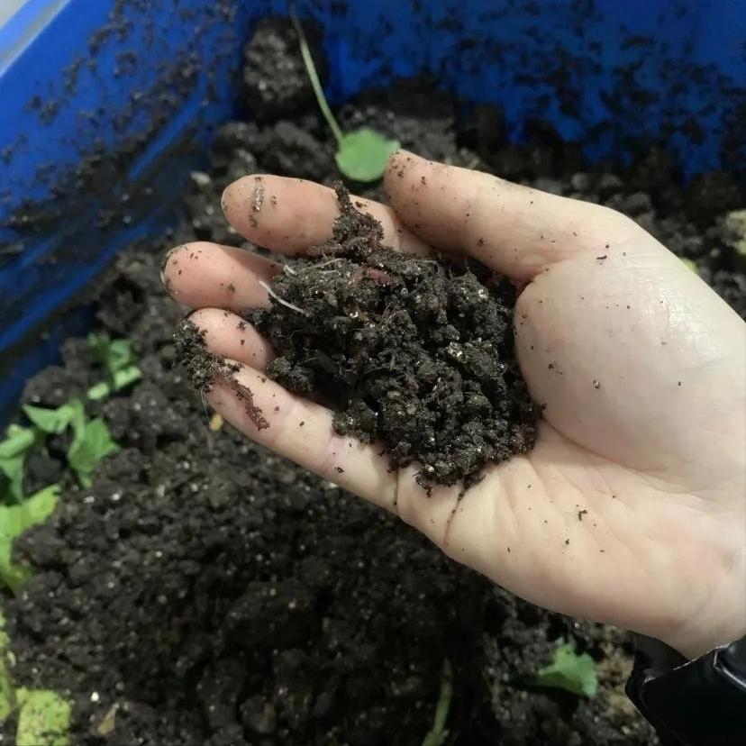 阳台适合种的果树蔬菜,阳台可以种植什么小果树